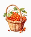 Watercolor illustration of a basket of viburnum berries on white background. Royalty Free Stock Photo